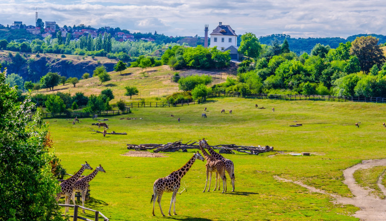 Giraffen im Prager Zoo