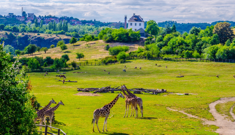 Giraffen im Prager Zoo