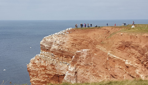 Helgoland Lummenfelsen