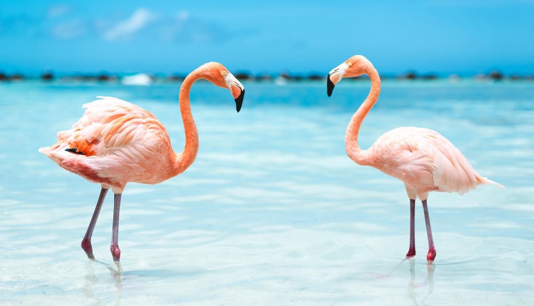 Hochzeitreisen - Flamingos