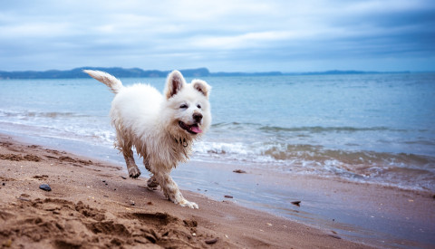 Hund am Strand