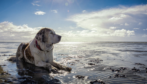 Hund im Watt