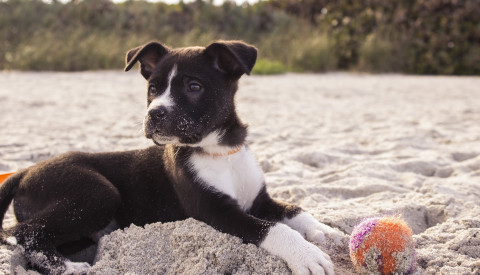 Hundestrand
