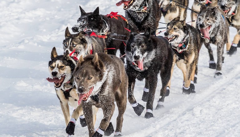 Iditarod