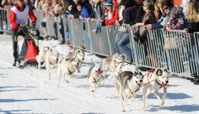 Iditarod - Spannender Zieleinlauf