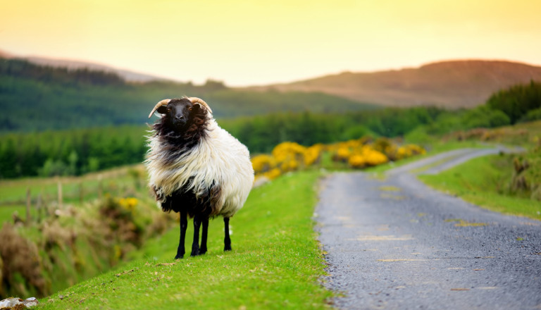 Irland Natur Schaf