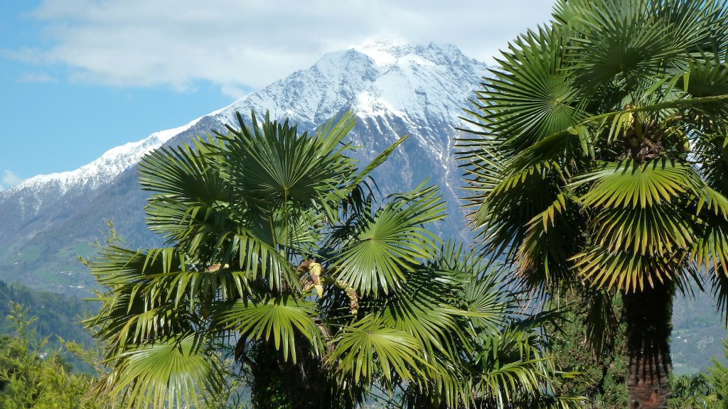 Skigebiet Extrem exotisch