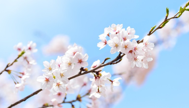 Kirschblüte in Japan