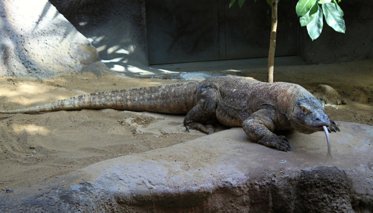 Komodowaran