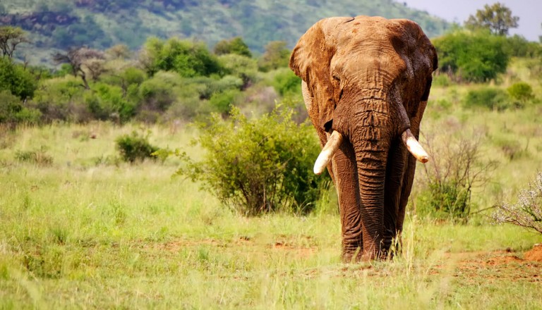 Krueger-Nationalpark - Elephant