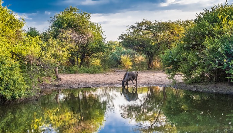 Krueger-Nationalpark - Timbavati Private Nature Reserve