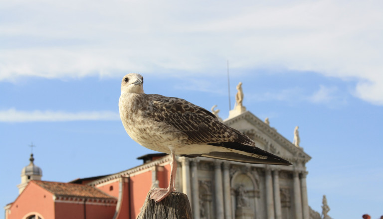 Möwe in Venedig