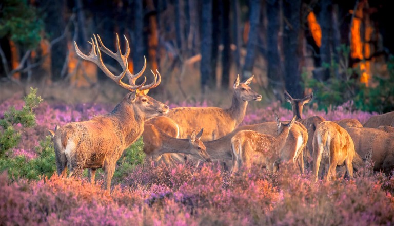 Niederlande - Hoge Veluwe