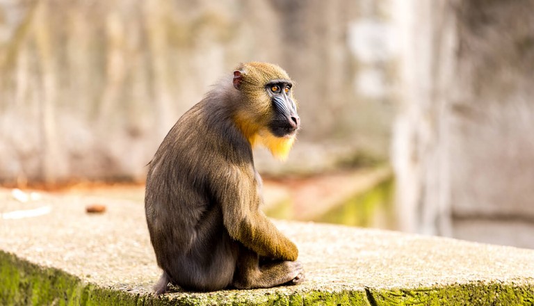 Niederlande - Zoo Artis