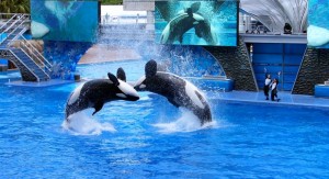 Die Orca Show im Miami Seaquarium