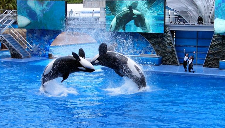 Die Orca Show im Miami Seaquarium