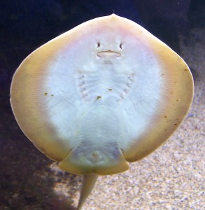 Per Tauchglocke die Unterwasserwelt der Ostsee erleben