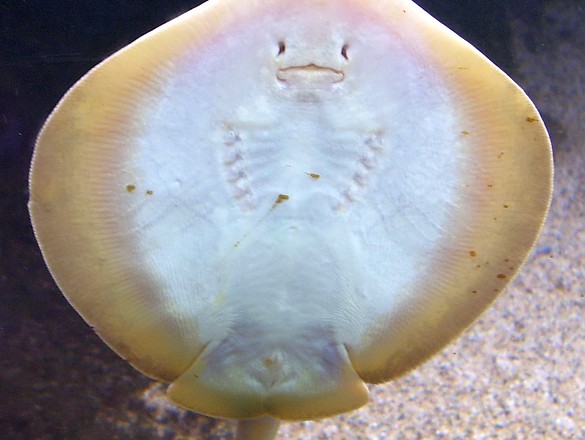 Per Tauchglocke die Unterwasserwelt der Ostsee erleben