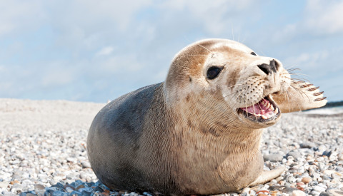 Robbe auf Helgoland