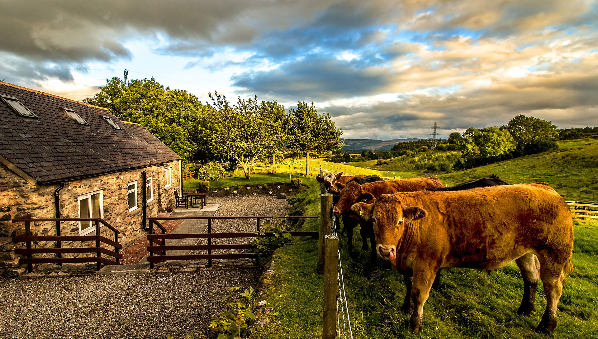Countryside life на русском андроид. Шотландская корова. Шотландский скот. Шотландская Горная корова. Шотландия ферма в горах коровы.