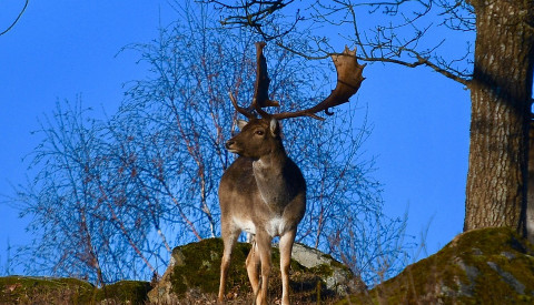 Schweden Tierpark