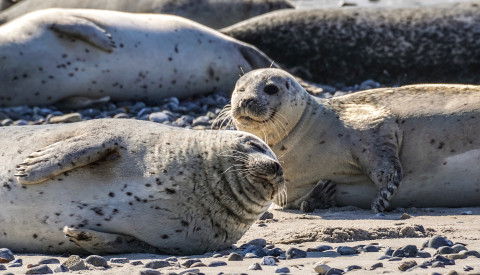 Seehunde Nordsee