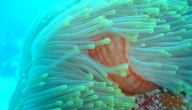 Eine Anemone und noch vieles mehr erwartet den Taucher auf den Seychellen