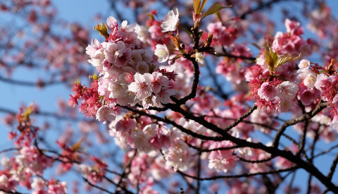 Tokio zur Kirschblüte