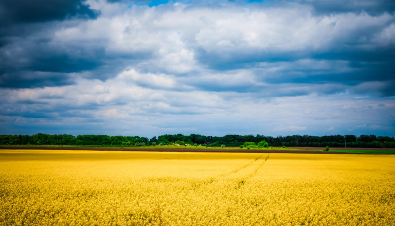 Ukraine Kornfeld