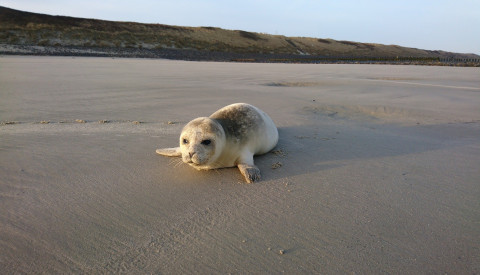 Robbe auf Wangerooge