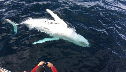 Whale Watching