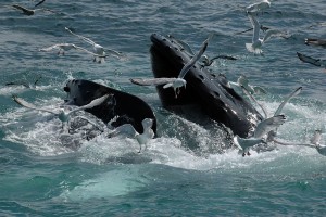 Whalewatching in Brasilien