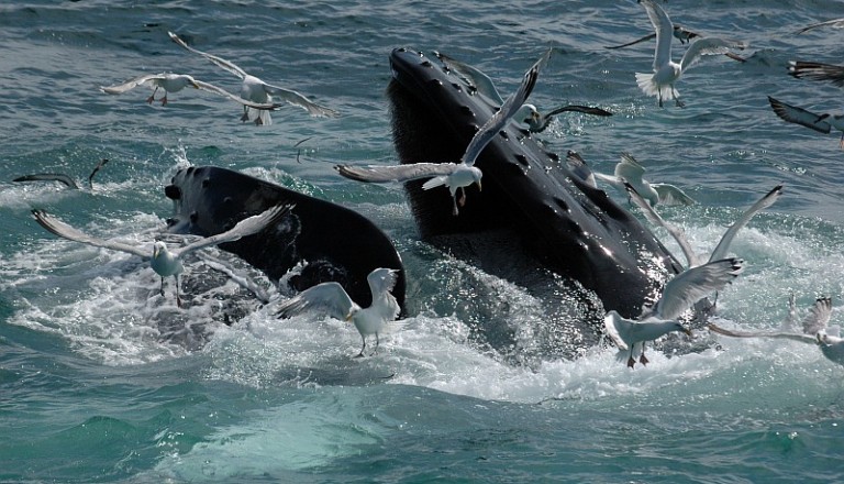 Whale Watching in Brasilien